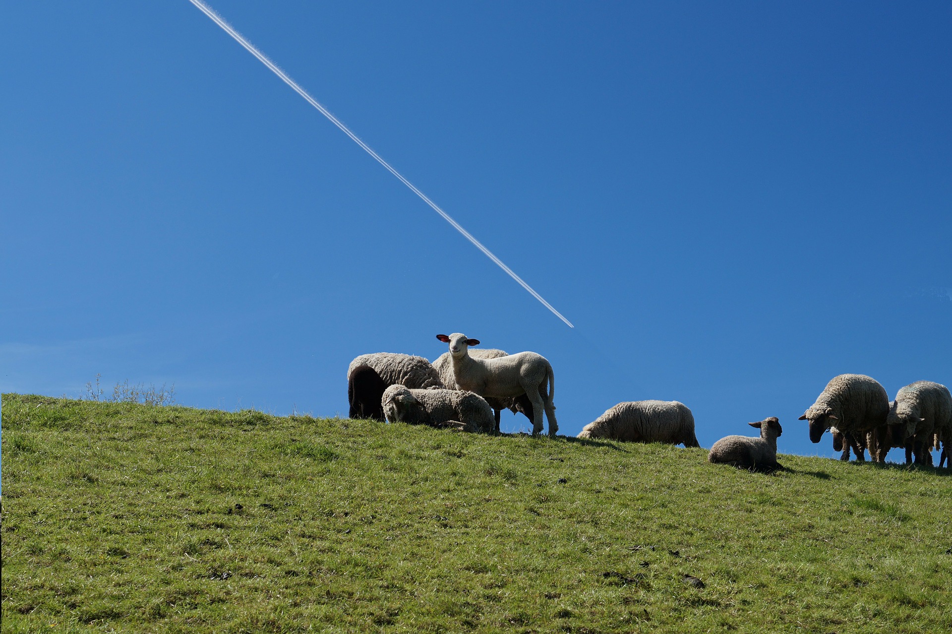 Fünf Schafe auf einer grünen Wiese vor blauem Himmel